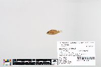 Lepomis cyanellus image