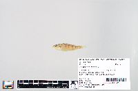 Perca flavescens image