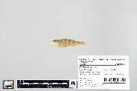 Perca flavescens image