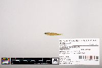 Notropis heterolepis image