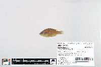 Lepomis cyanellus image