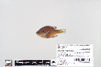 Lepomis macrochirus image
