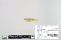 Perca flavescens image