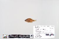 Lepomis macrochirus image