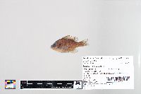 Lepomis gibbosus image