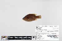 Lepomis cyanellus image