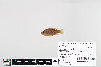 Lepomis cyanellus image