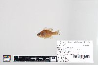 Lepomis gibbosus image