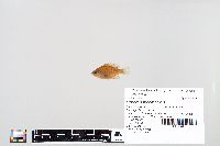 Lepomis macrochirus image