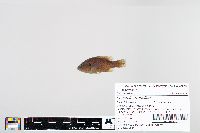 Lepomis cyanellus image