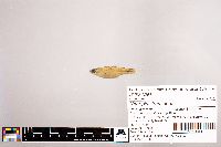 Notropis stramineus image