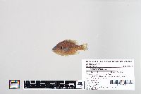 Lepomis gibbosus image