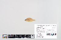Lepomis humilis image