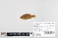 Lepomis cyanellus image