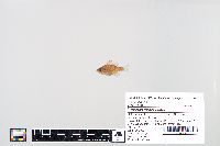 Lepomis macrochirus image