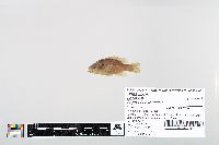 Lepomis cyanellus image