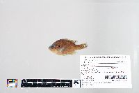 Lepomis gibbosus image