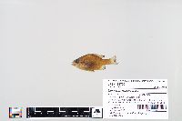 Lepomis macrochirus image