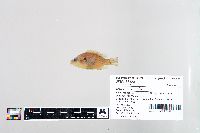 Lepomis humilis image