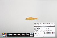 Notropis hudsonius image