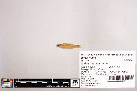 Notropis stramineus image