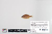 Lepomis gibbosus image