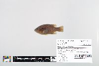 Lepomis cyanellus image