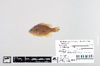 Lepomis gibbosus image