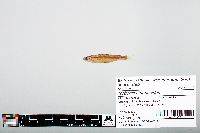 Notropis atherinoides image