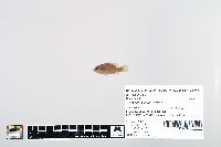 Lepomis cyanellus image