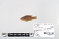 Lepomis cyanellus image