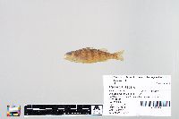 Perca flavescens image