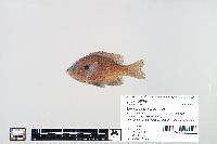 Lepomis macrochirus image