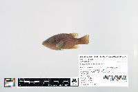 Lepomis cyanellus image