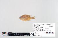 Lepomis gibbosus image