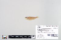 Perca flavescens image