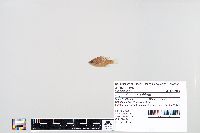 Lepomis macrochirus image