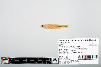 Notropis atherinoides image