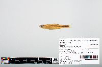 Notropis atherinoides image