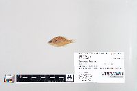 Lepomis humilis image