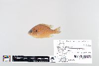 Lepomis gibbosus image