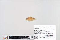 Lepomis macrochirus image