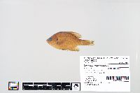 Lepomis macrochirus image