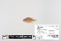 Lepomis gibbosus image