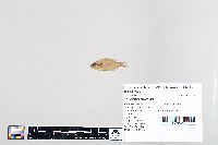 Lepomis humilis image