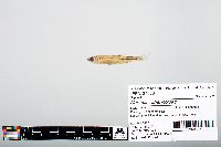 Notropis atherinoides image