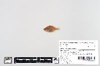 Lepomis gibbosus image