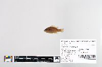 Lepomis cyanellus image