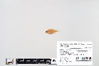 Lepomis macrochirus image