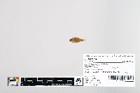 Lepomis cyanellus image